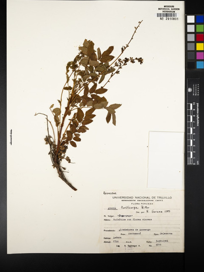 Acaena torilicarpa photo 2