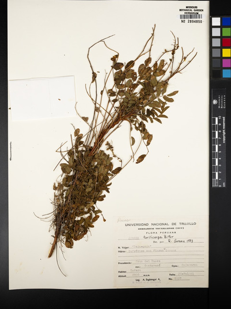 Acaena torilicarpa photo 3