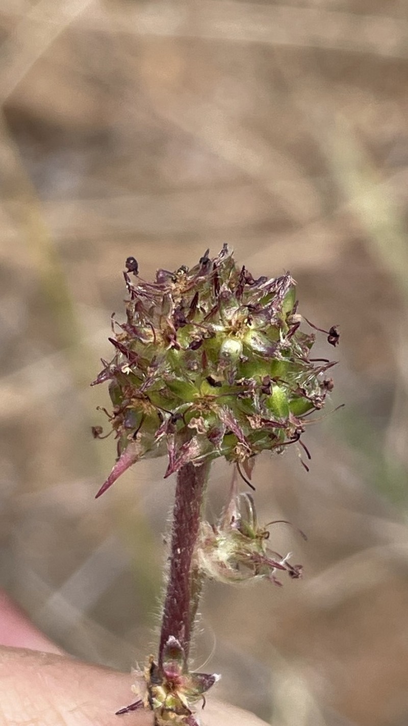 Acaena trifida