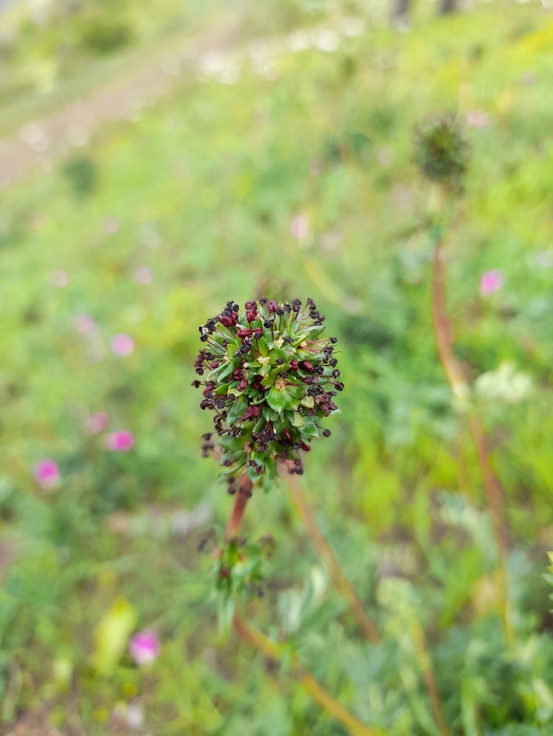 Acaena trifida photo 2