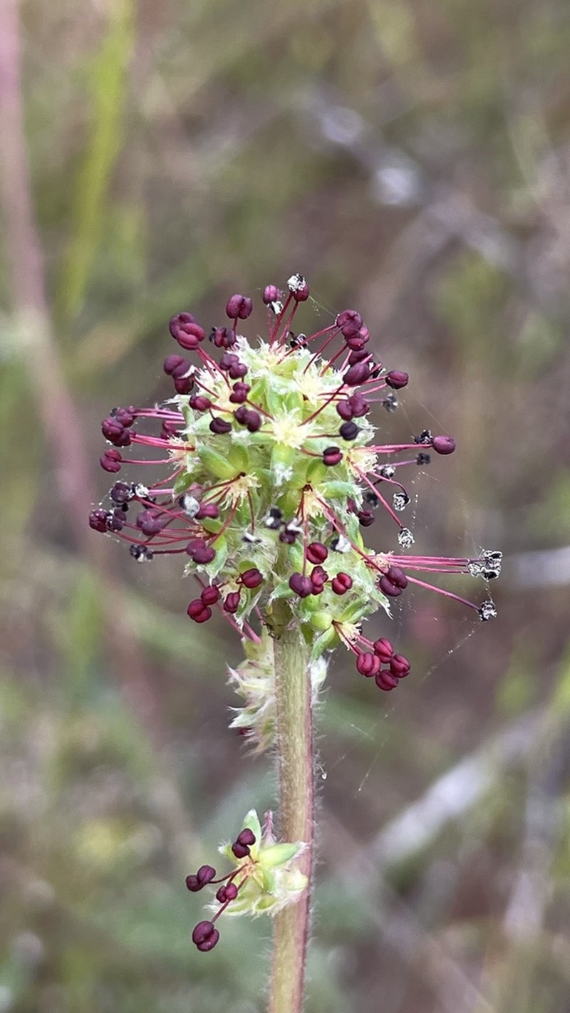 Acaena trifida photo 3