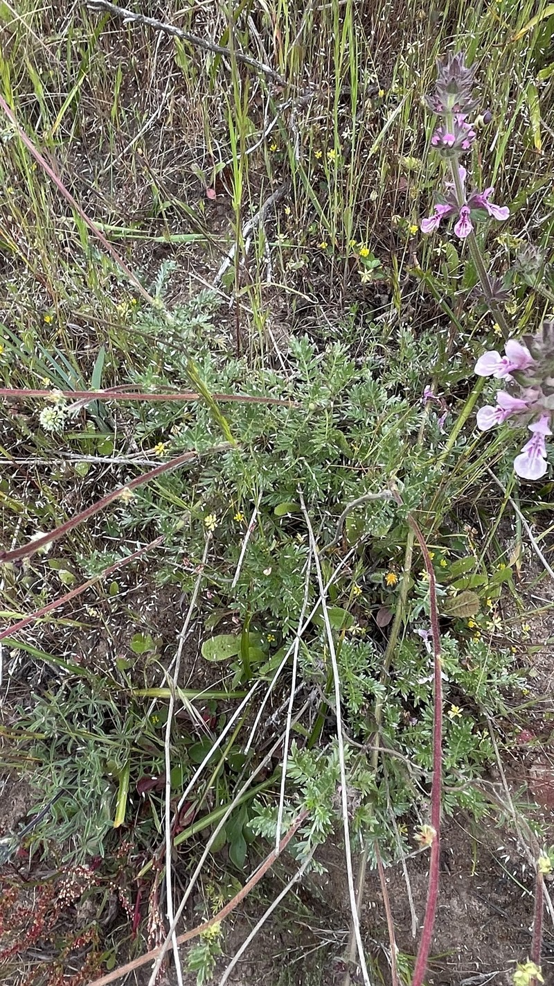 Acaena trifida photo 4