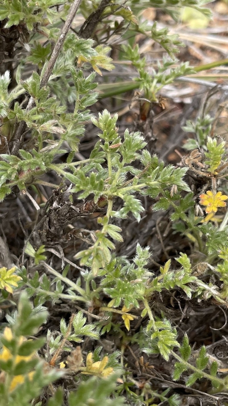 Acaena trifida photo 5