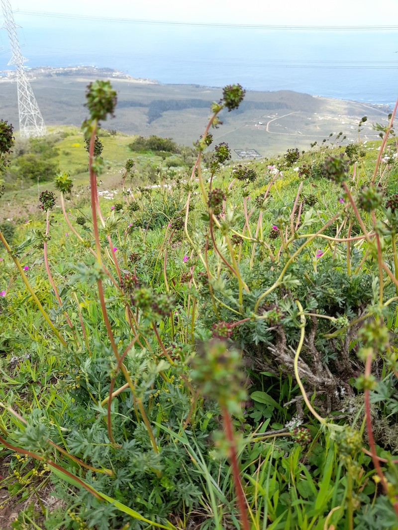 Acaena trifida photo 6