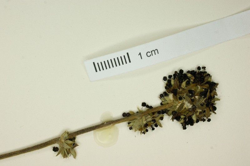 Acaena trifida photo 7