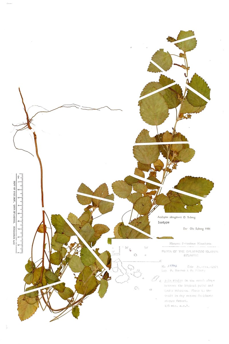 Acalypha abingdonii
