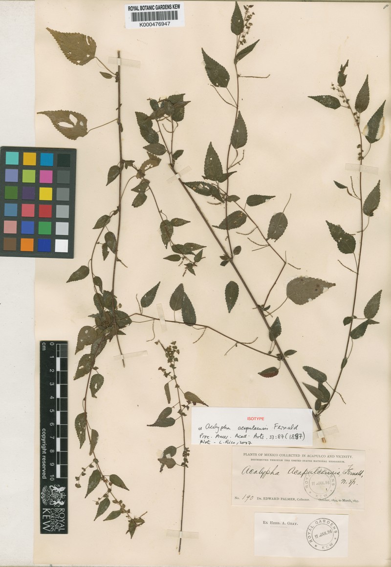 Acalypha acapulcensis