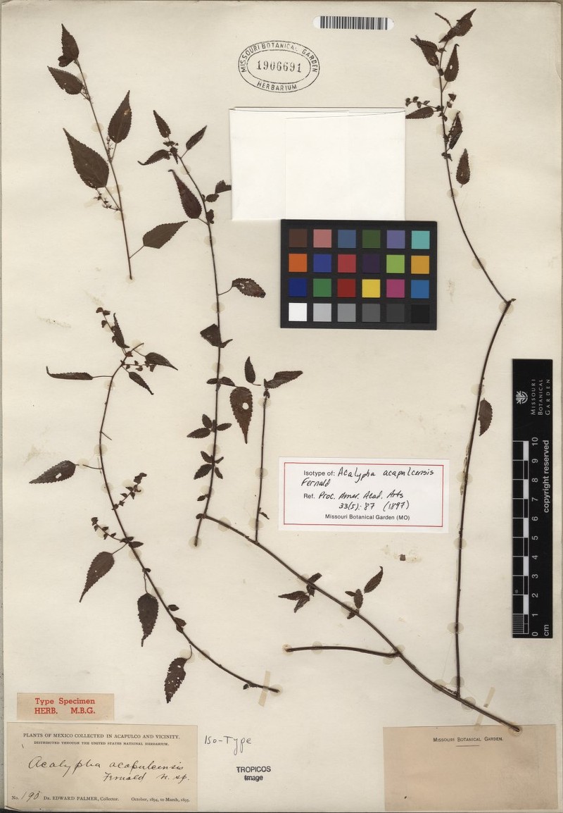Acalypha acapulcensis photo 2