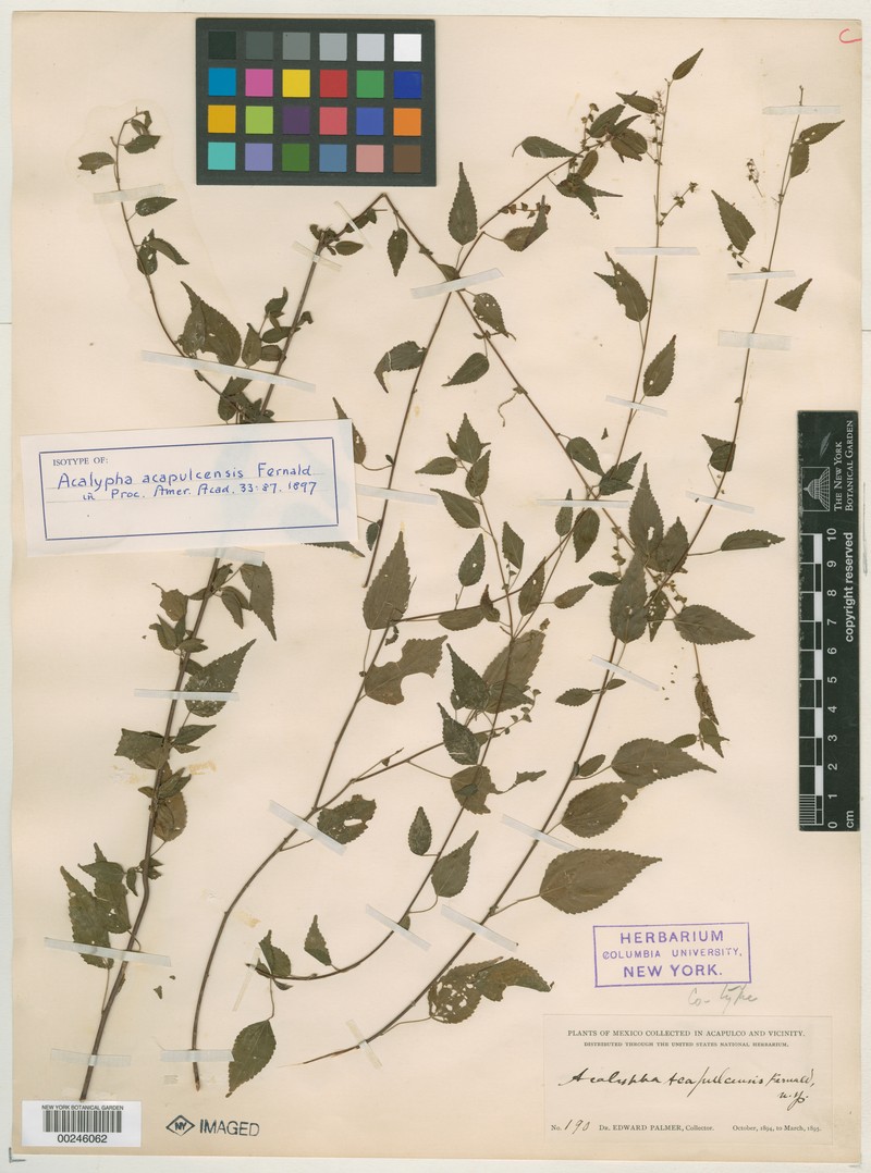 Acalypha acapulcensis photo 3