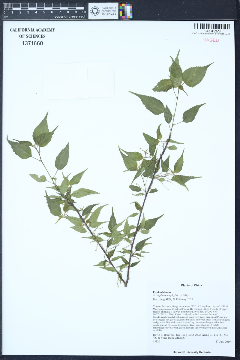 Acalypha acmophylla