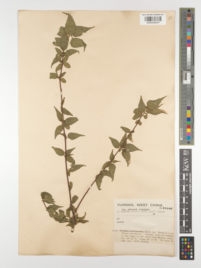 Acalypha acmophylla photo 2