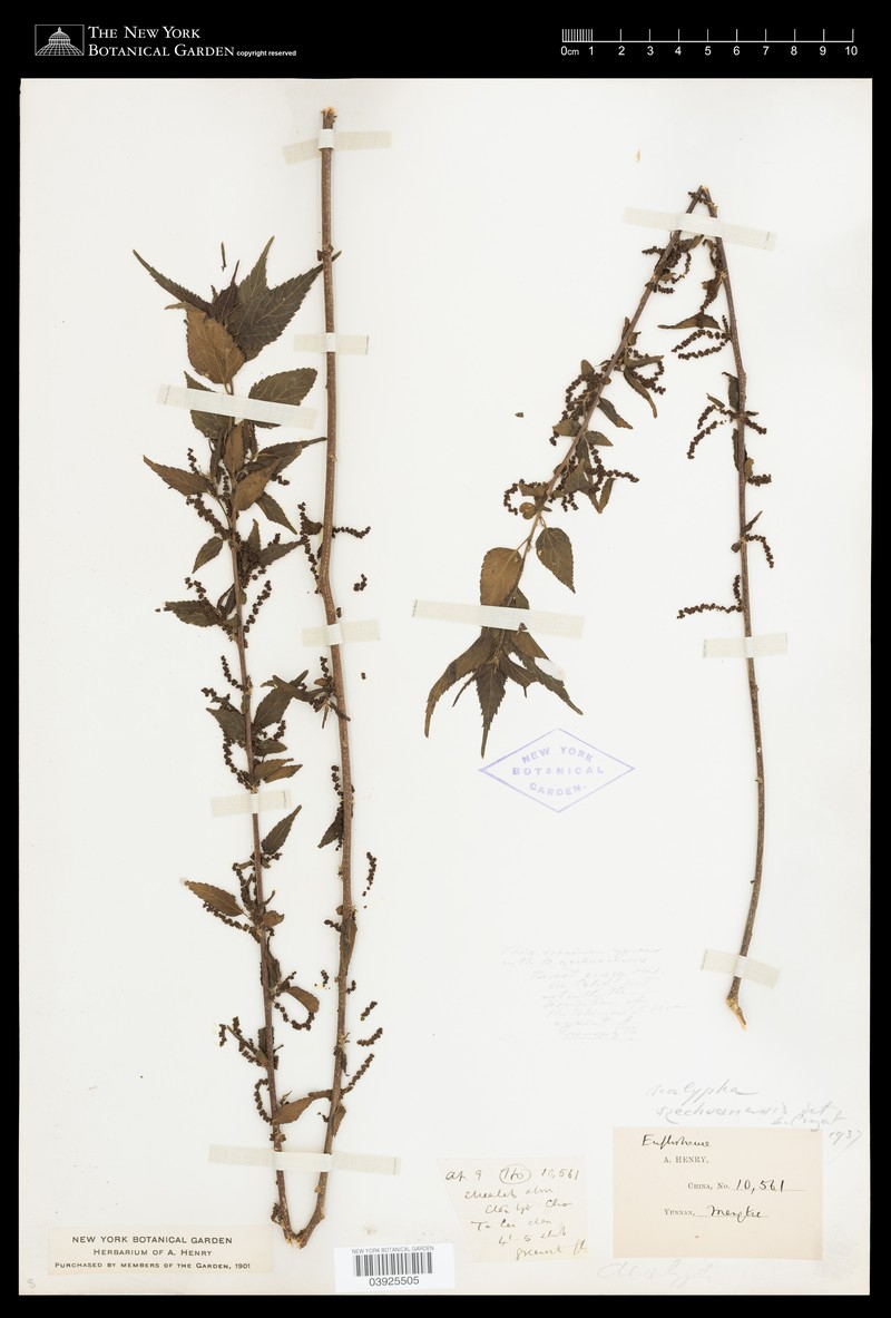 Acalypha acmophylla photo 3
