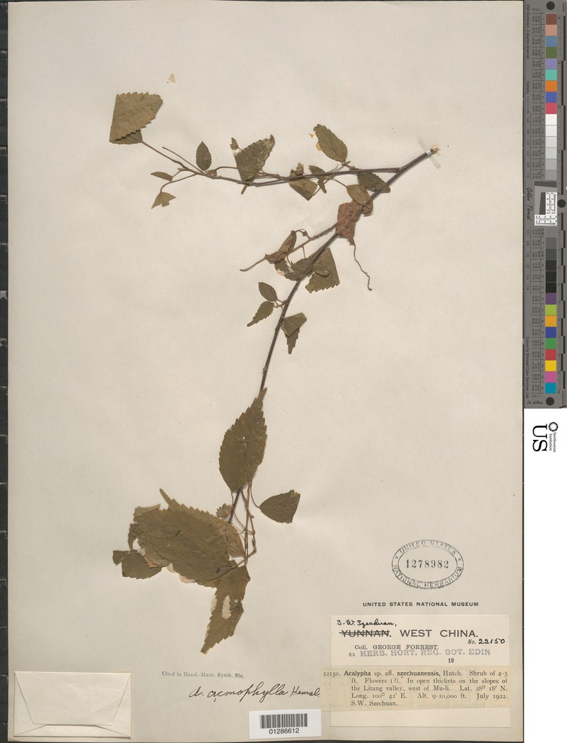 Acalypha acmophylla photo 4