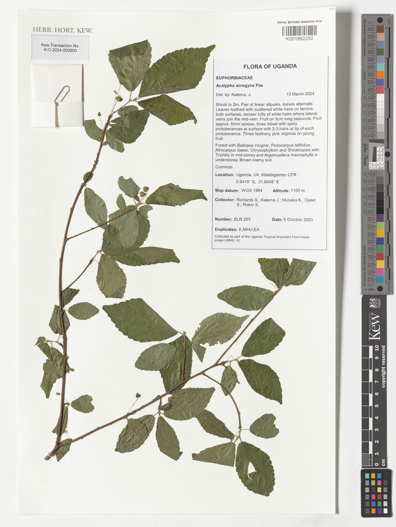 Acalypha acrogyna