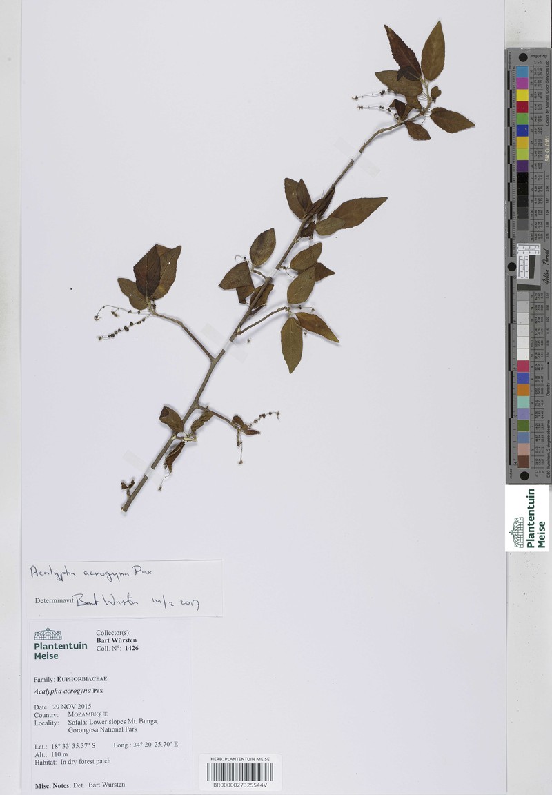 Acalypha acrogyna photo 2