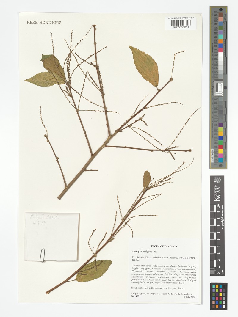Acalypha acrogyna photo 3