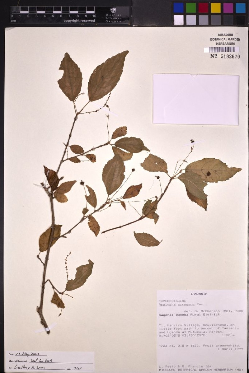 Acalypha acrogyna photo 4