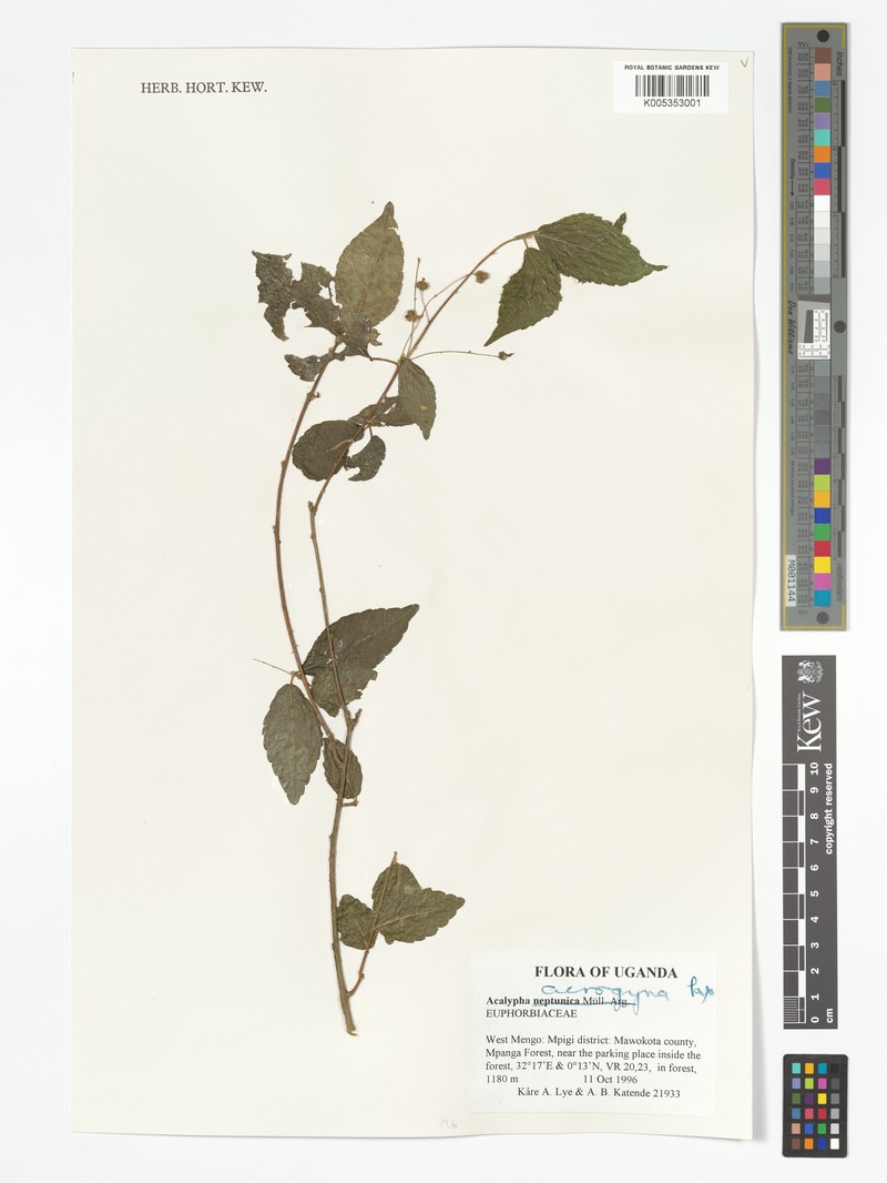 Acalypha acrogyna photo 5