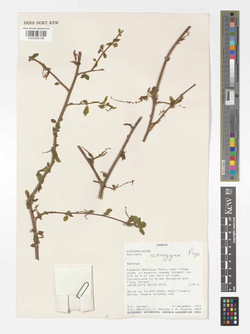 Acalypha acrogyna photo 6
