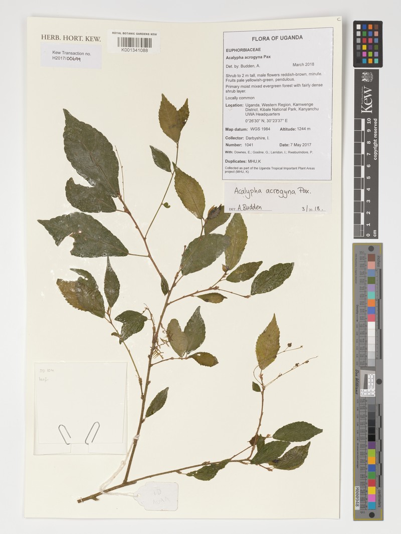 Acalypha acrogyna photo 7