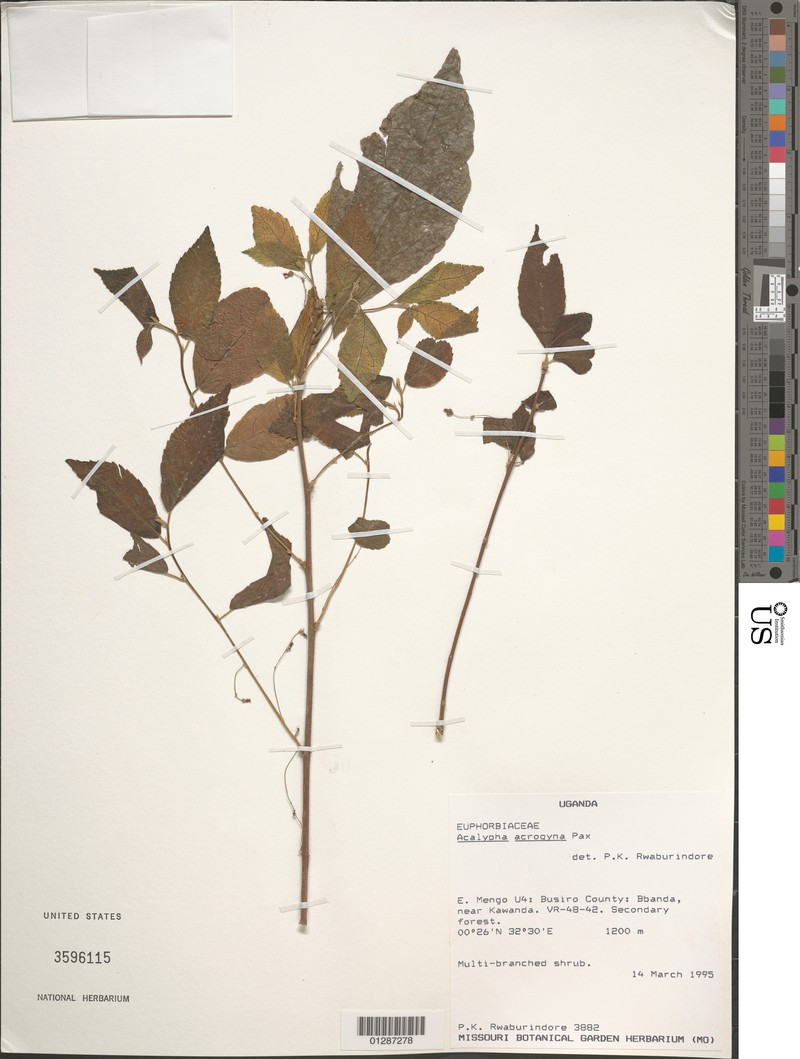 Acalypha acrogyna photo 8
