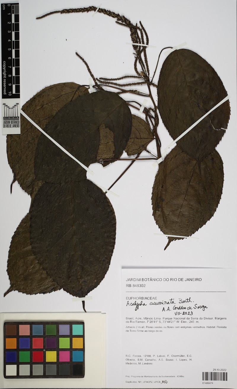 Acalypha acuminata