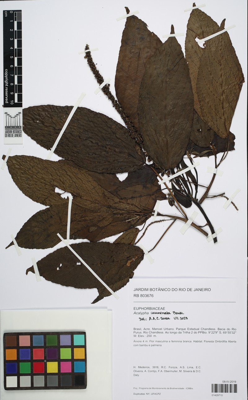 Acalypha acuminata photo 2