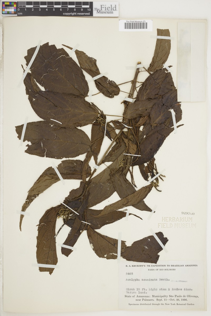 Acalypha acuminata photo 3