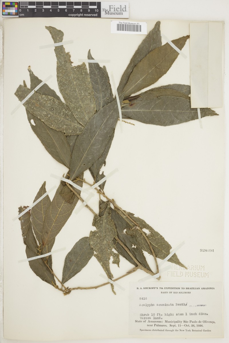 Acalypha acuminata photo 4