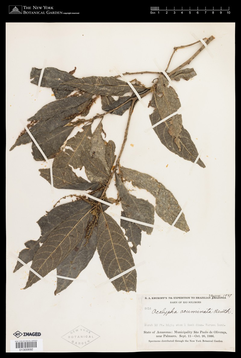 Acalypha acuminata photo 5