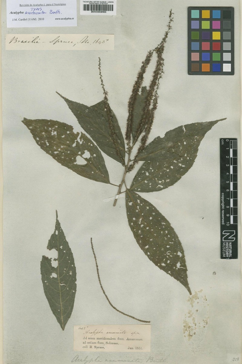 Acalypha acuminata photo 6