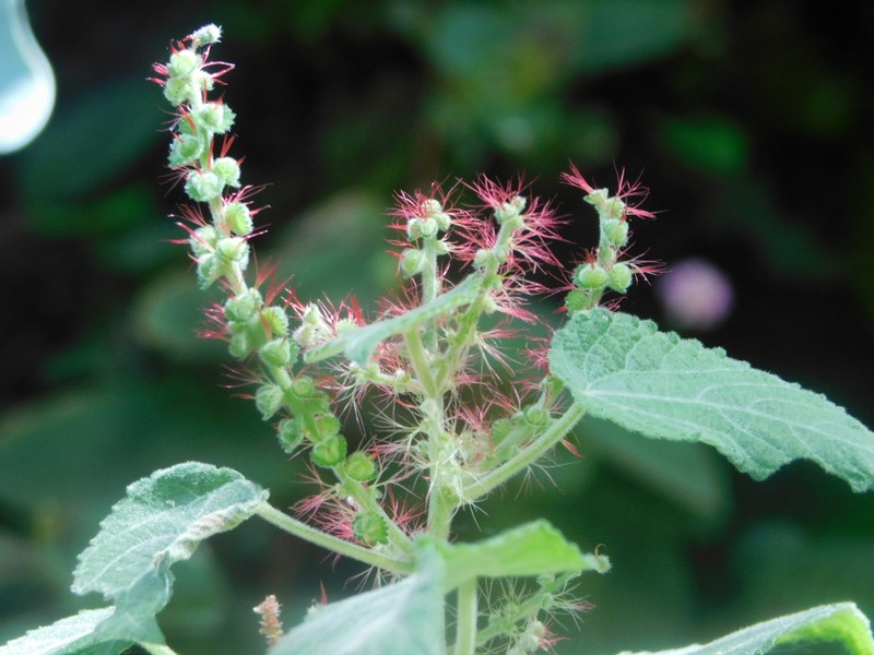 Acalypha adenostachya