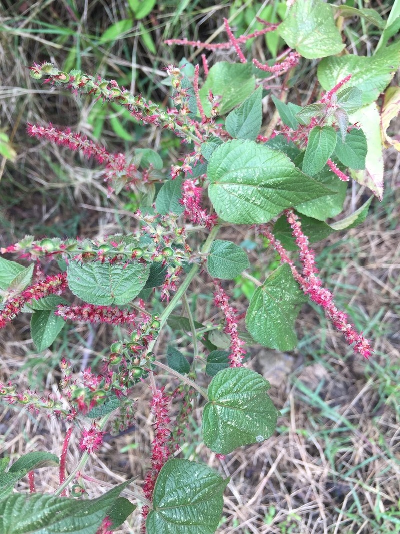 Acalypha adenostachya photo 2