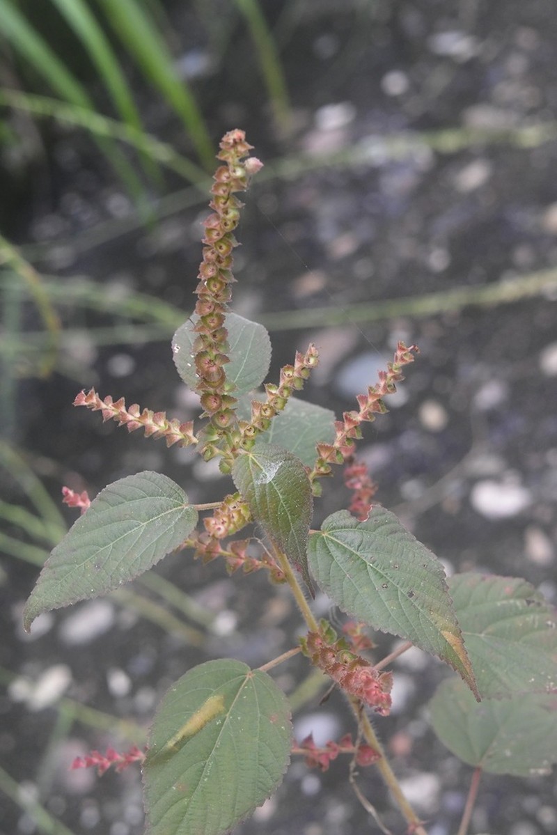 Acalypha adenostachya photo 3