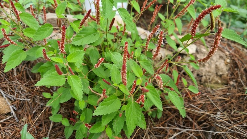 Acalypha adenostachya photo 4