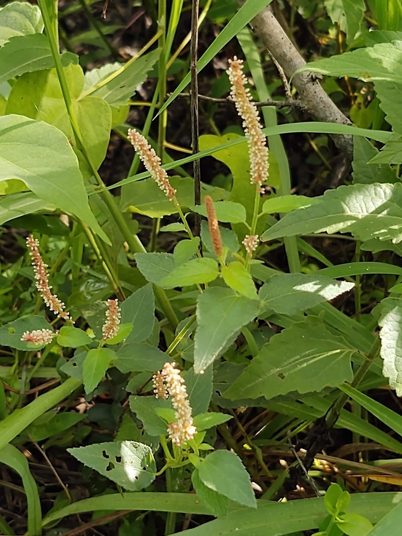 Acalypha adenostachya photo 5