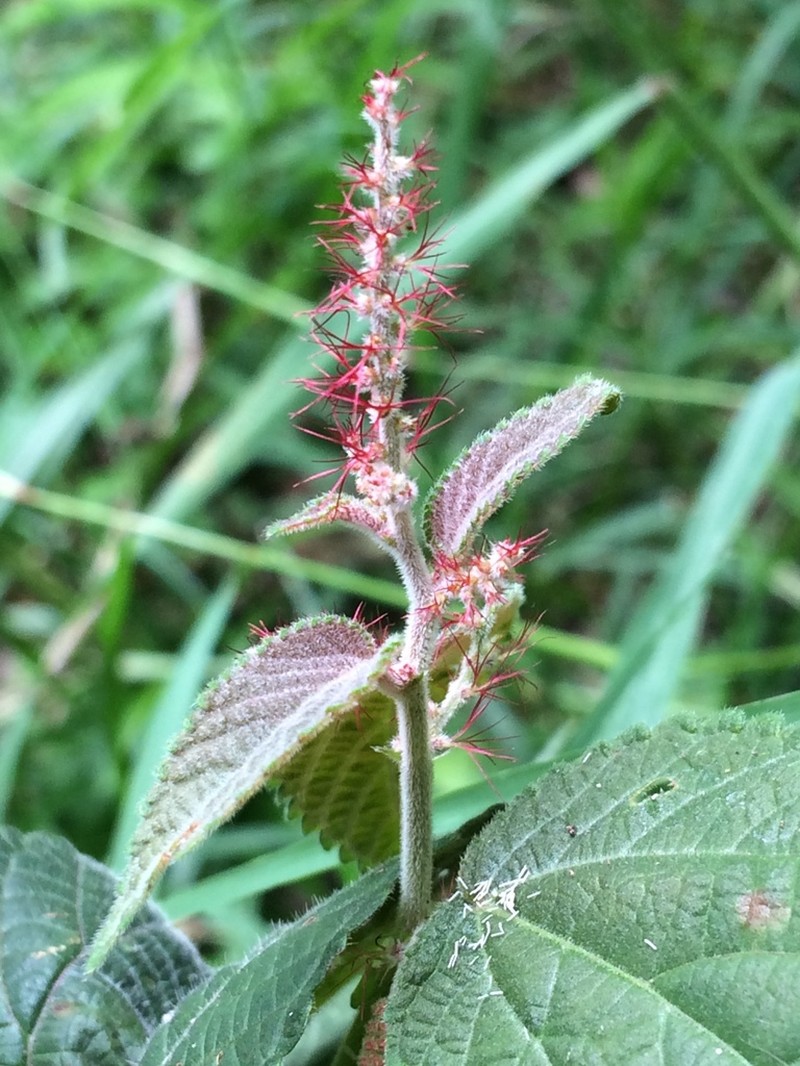 Acalypha adenostachya photo 6