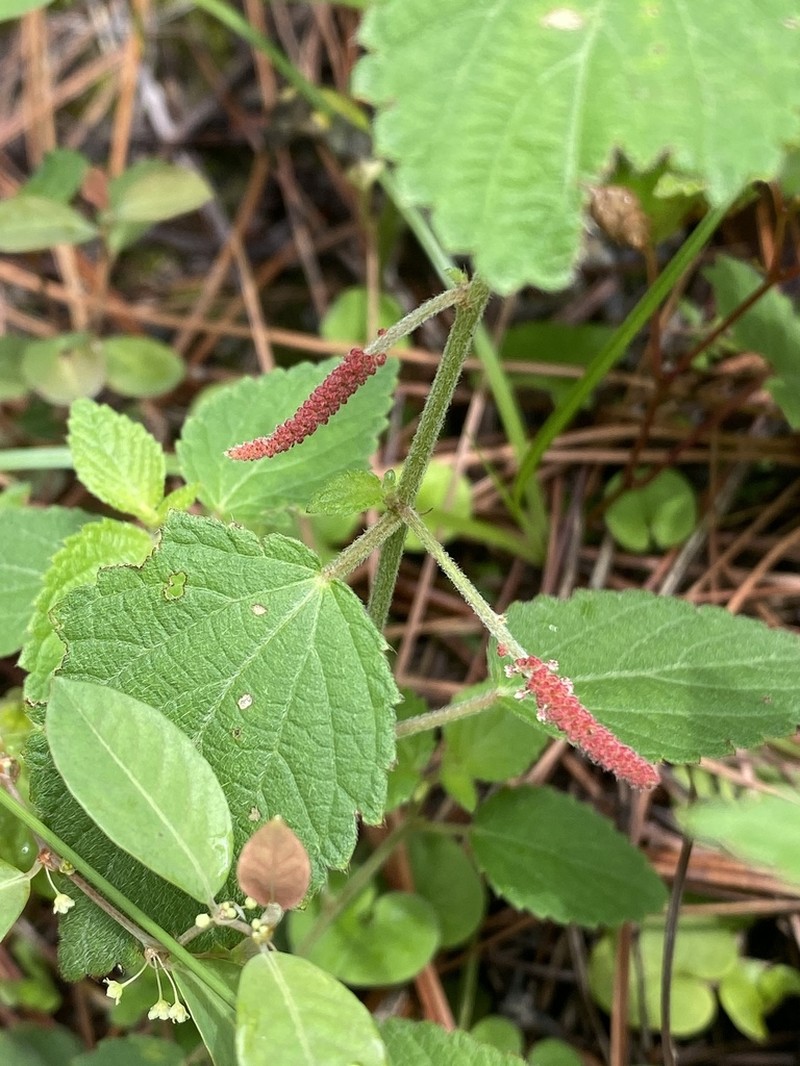 Acalypha adenostachya photo 7