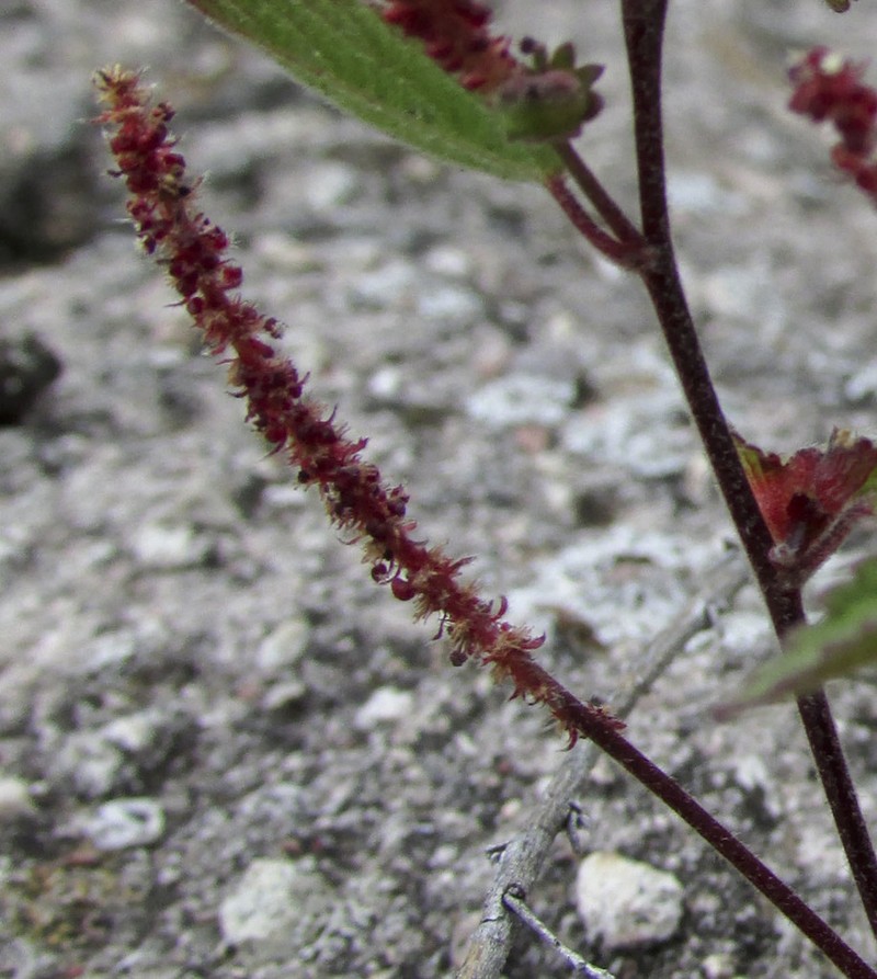 Acalypha adenostachya photo 8