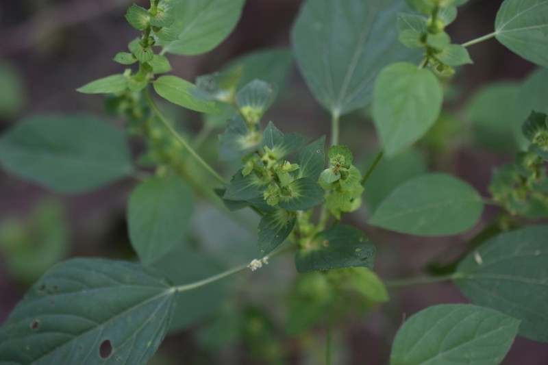 Acalypha aliena