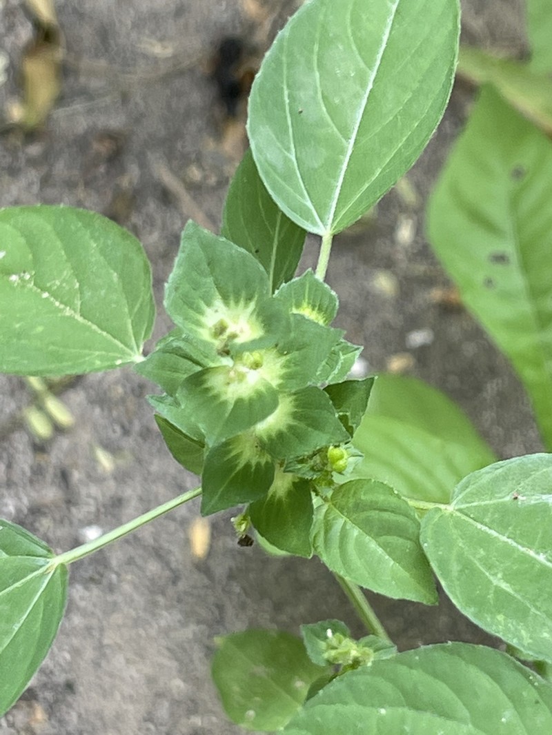 Acalypha aliena photo 2
