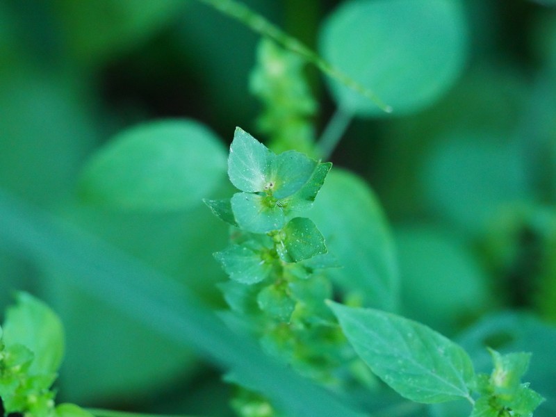 Acalypha aliena photo 3
