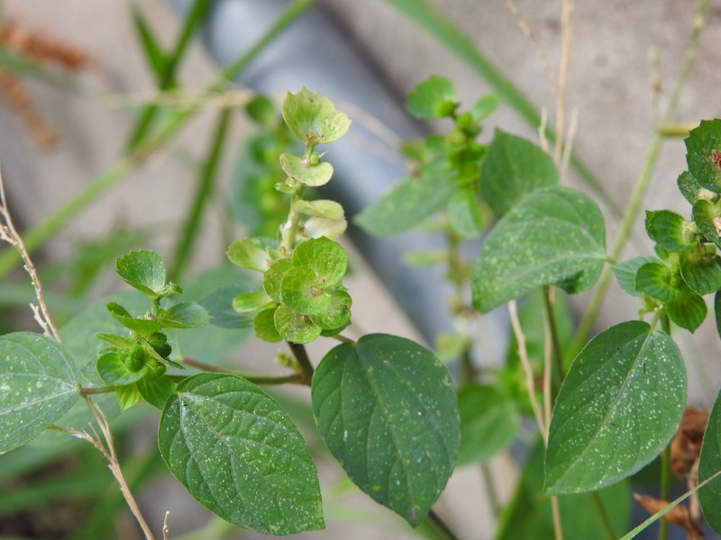 Acalypha aliena photo 4