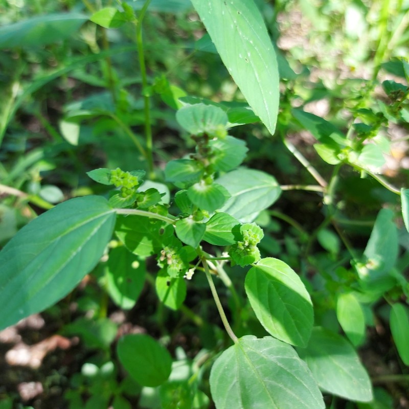 Acalypha aliena photo 6