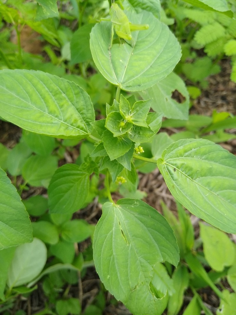 Acalypha aliena photo 7