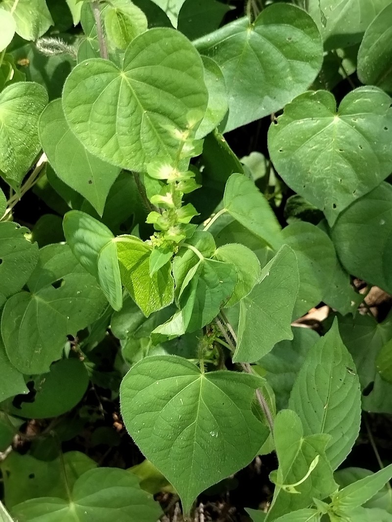 Acalypha aliena photo 8
