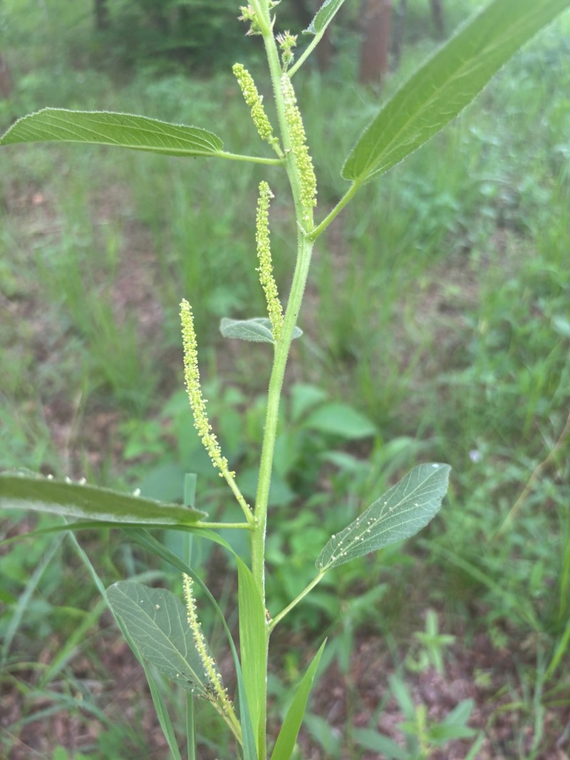 Acalypha allenii