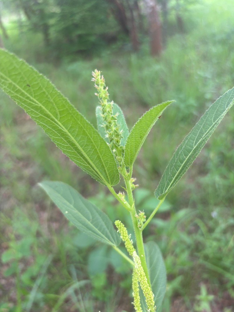 Acalypha allenii photo 2