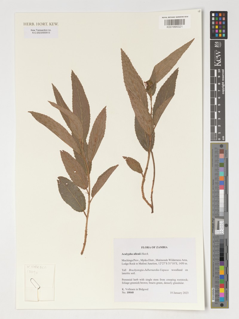 Acalypha allenii photo 3
