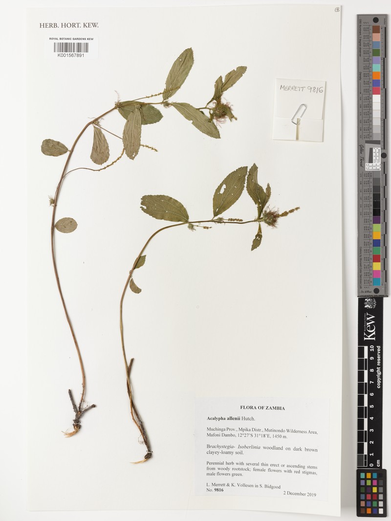 Acalypha allenii photo 4